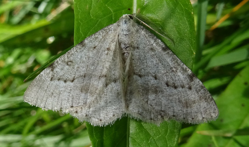 probabile: Charissa glaucinaria - Geometridae